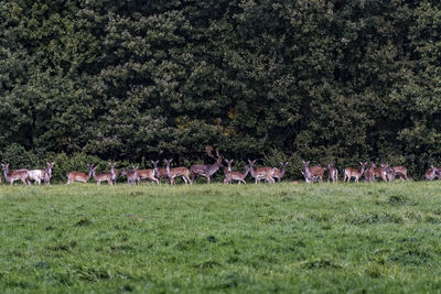 Herd of deer standing on grassy field in forest