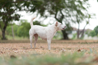 Dog standing on field