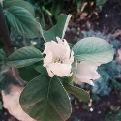 Close-up of white flowers