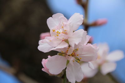 Close-up of flowers blooming
