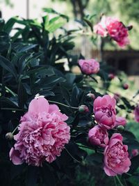 Close-up of pink flowering plant