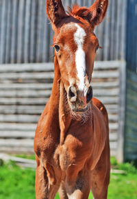 Close-up of foal standing on field