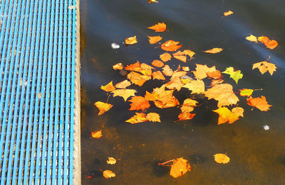 High angle view of maple leaves floating on water