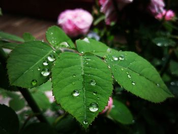 Close-up of wet plant