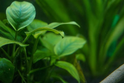 Close-up of green plant in water