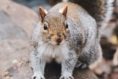 High angle view of squirrel