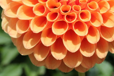 Close-up of orange flowers against blurred background