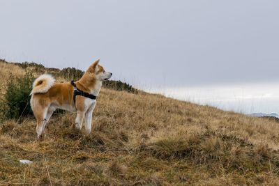 View of a dog on field