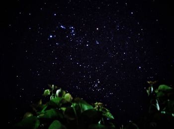 Low angle view of trees against star field at night