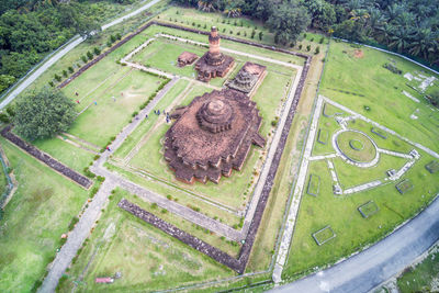 High angle view of rice paddy on field