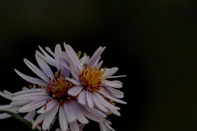 Close-up of flowers against black background