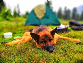 Dog relaxing on grassy field