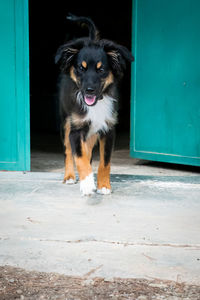 Portrait of dog standing at beach