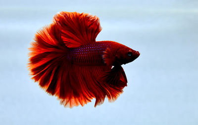 Betta fish royal red emperor halfmoon, siamese fighting fish on isolated blue background
