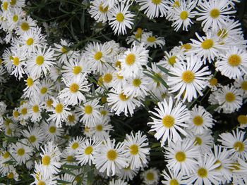 Full frame shot of flowers