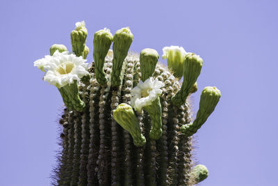 Low angle view of flowering plant against clear blue sky