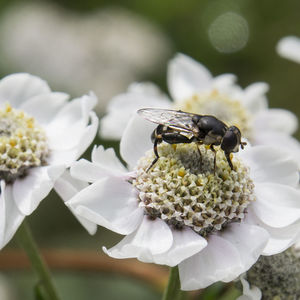 Close-up of bee pollinating on white flower