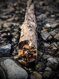 Close-up of tree trunk