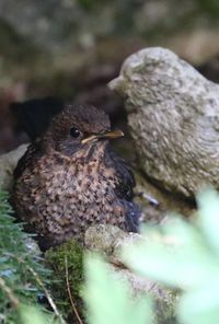 Close-up of bird perching on nest