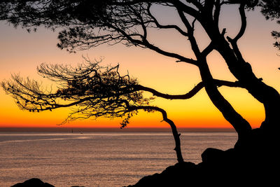 Silhouette tree by sea against sky during sunset