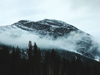 Scenic view of forest against sky