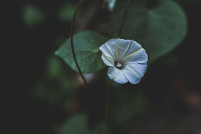 Close-up of white flowering plant