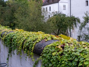 Plants growing on field
