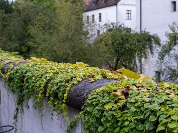 Vines on a castle wall 