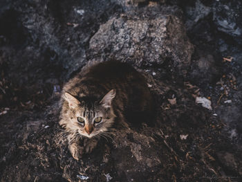 High angle portrait of cat sitting outdoors