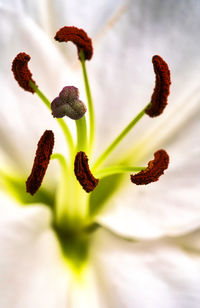 Close-up of flowering plant