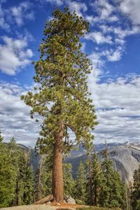 Low angle view of pine tree against sky