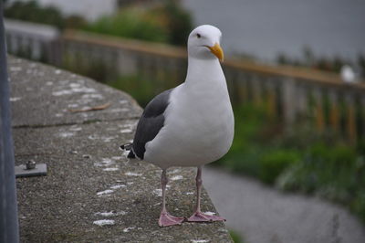 Close-up of seagull perching on retaining wall