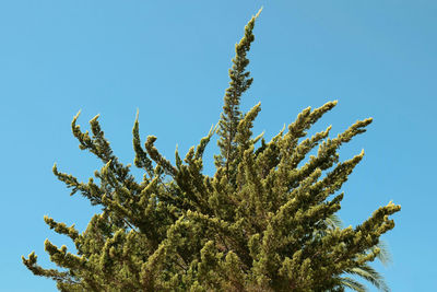 Low angle view of tree against clear blue sky