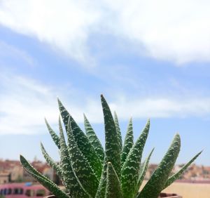 Low angle view of palm tree against sky