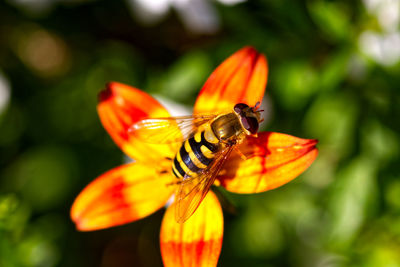 Close-up of butterfly pollinating on orange flower