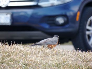 Bird in a car