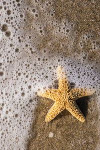 High angle view of lizard on beach