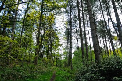 Low angle view of pine trees in forest