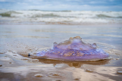 Dead jellyfish on the sand beach near the sea.