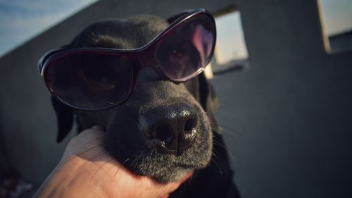 Close-up of hand holding dog