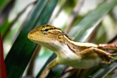 Close-up of a lizard on tree