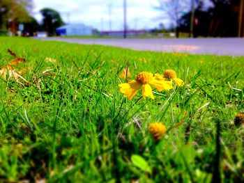 Close-up of yellow flower on grassy field