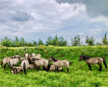 Sheep in a field