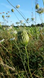 Close-up of plant growing in field