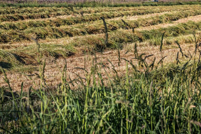 Crops growing on field