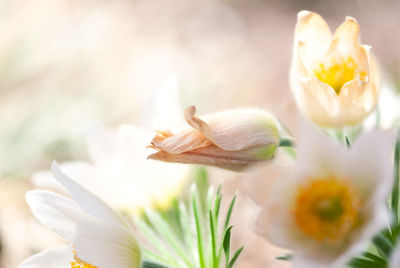 Close-up of yellow crocus flowers