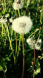 Close-up of dandelion flowers