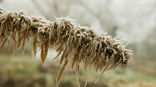 Close-up of dry plant during winter