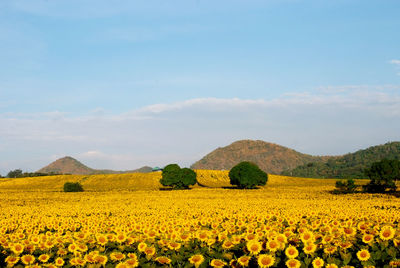 Scenic view of yellow flowering field against sky