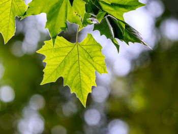 Close-up of maple leaves